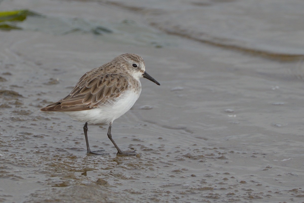 Little Stint - ML476835381