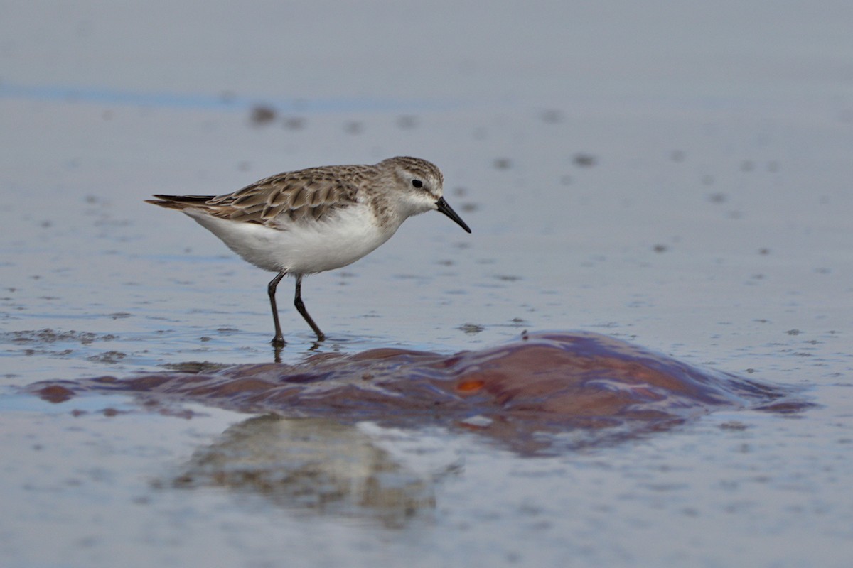 Little Stint - ML476835391