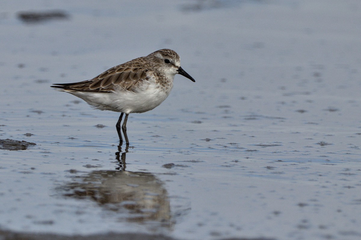 Little Stint - ML476835401