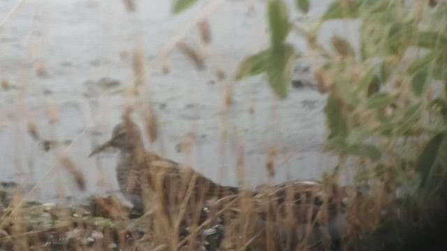 Pectoral Sandpiper - ML476838041