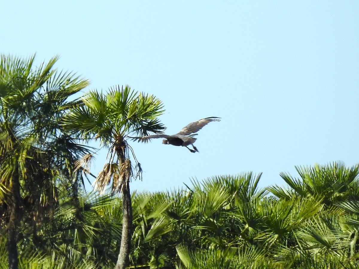 Southern Screamer - ML476838521