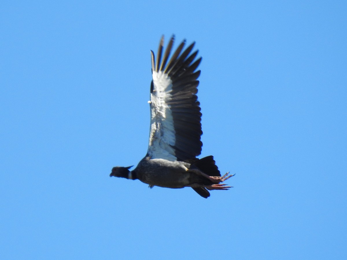 Southern Screamer - ML476838541