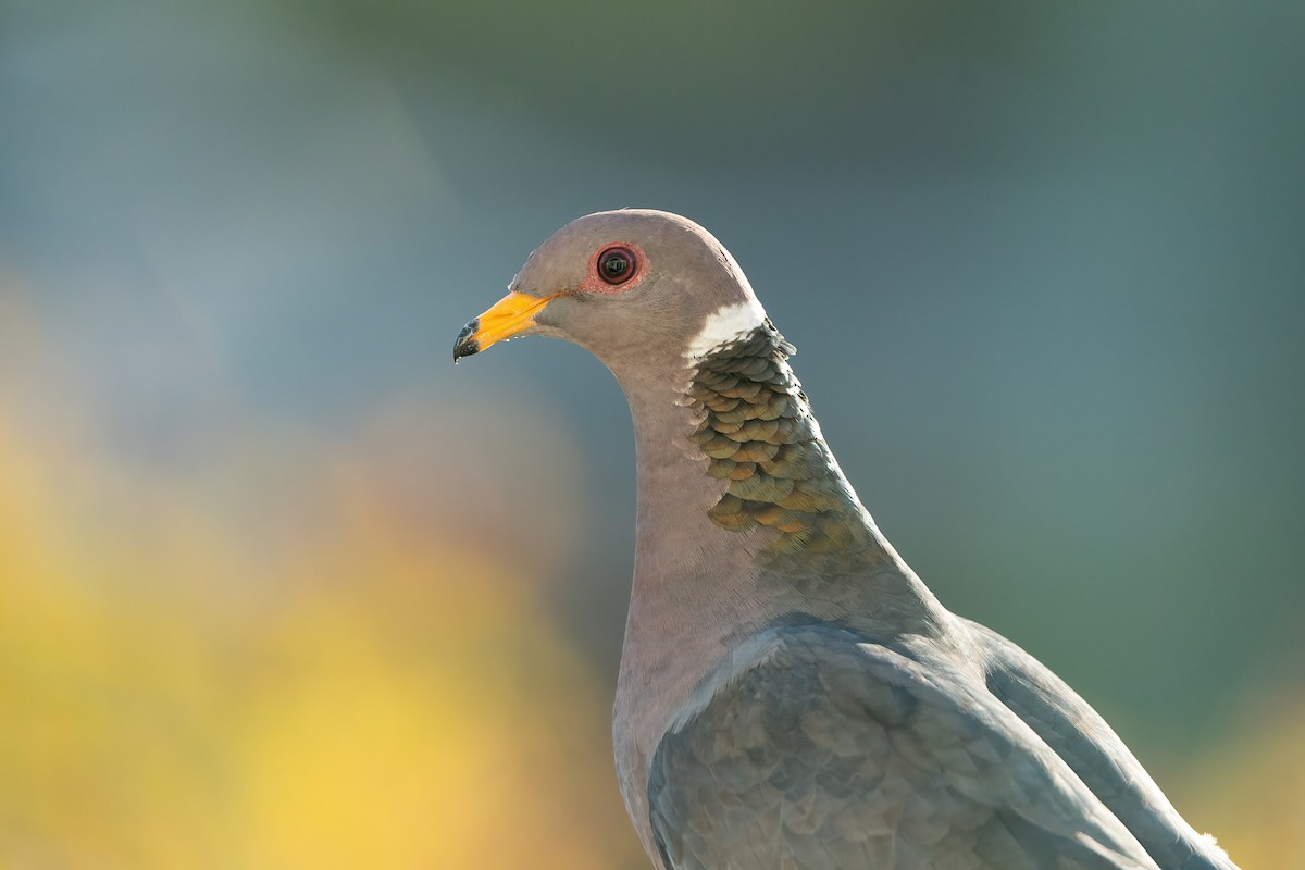 Полосатохвостый голубь [группа fasciata] - ML476838601