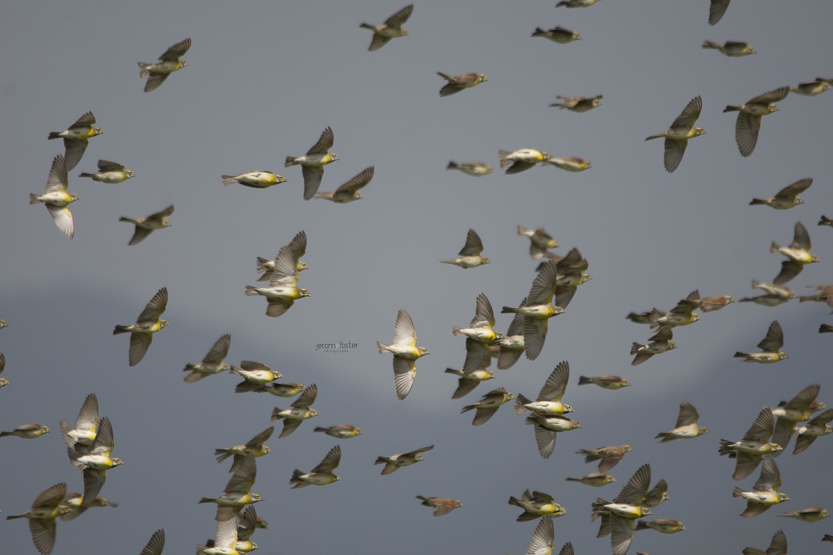 Dickcissel - Jerome Foster