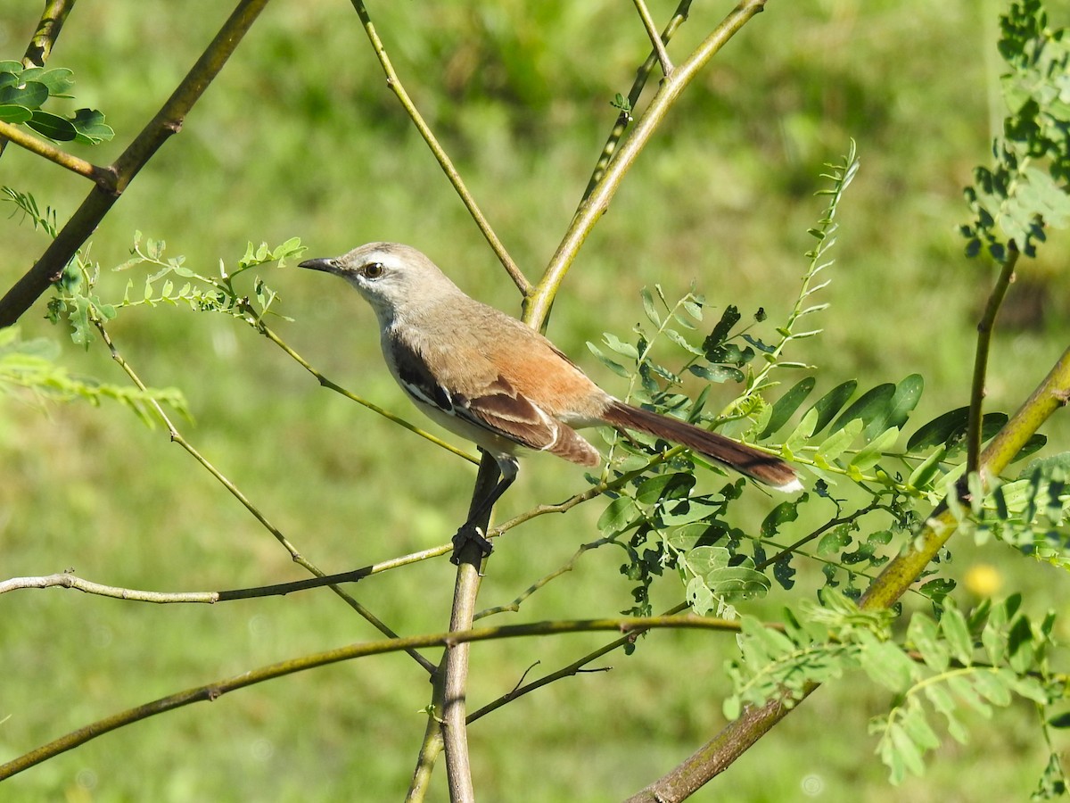 White-banded Mockingbird - Ricardo Centurión