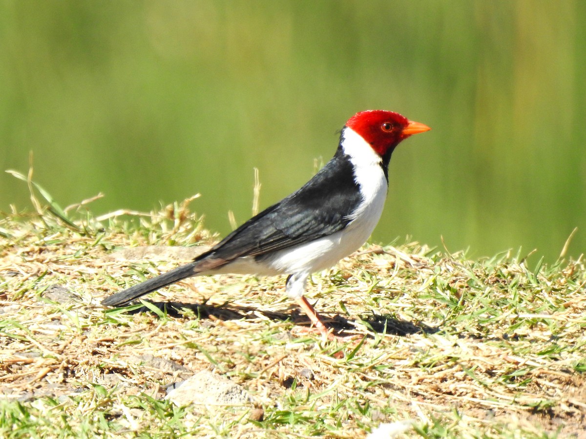 Yellow-billed Cardinal - Ricardo Centurión