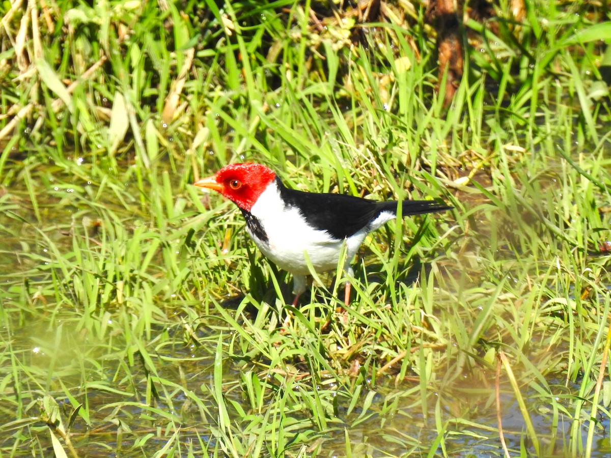 Yellow-billed Cardinal - Ricardo Centurión