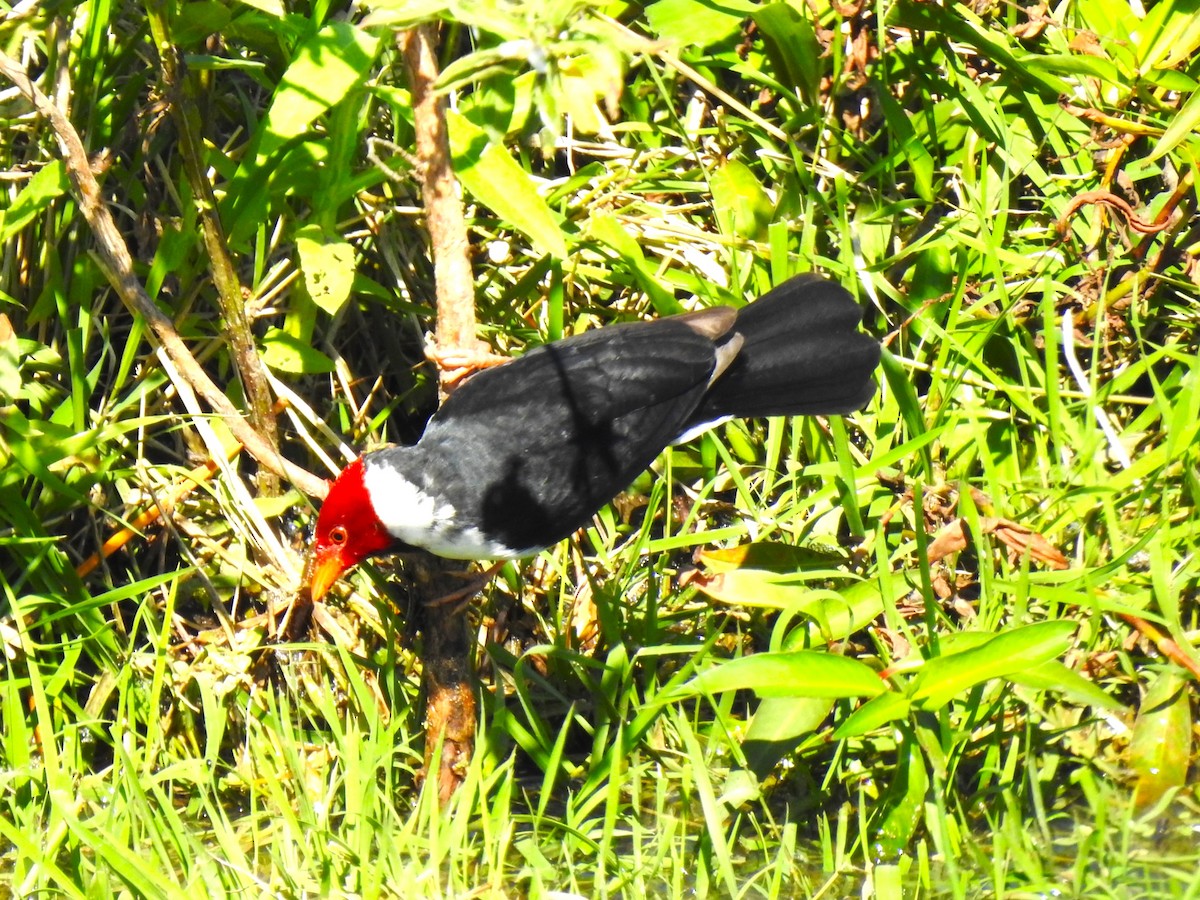 Yellow-billed Cardinal - Ricardo Centurión