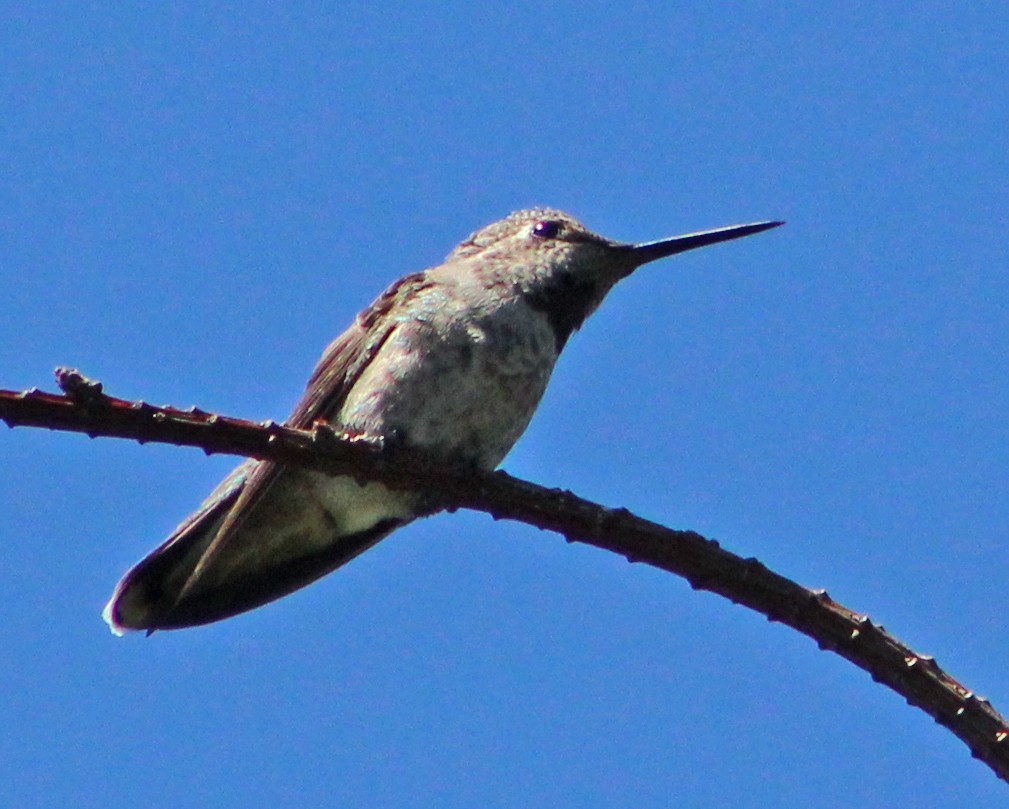 Anna's Hummingbird - ML476841451