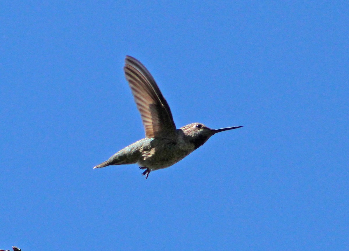 Anna's Hummingbird - ML476841461