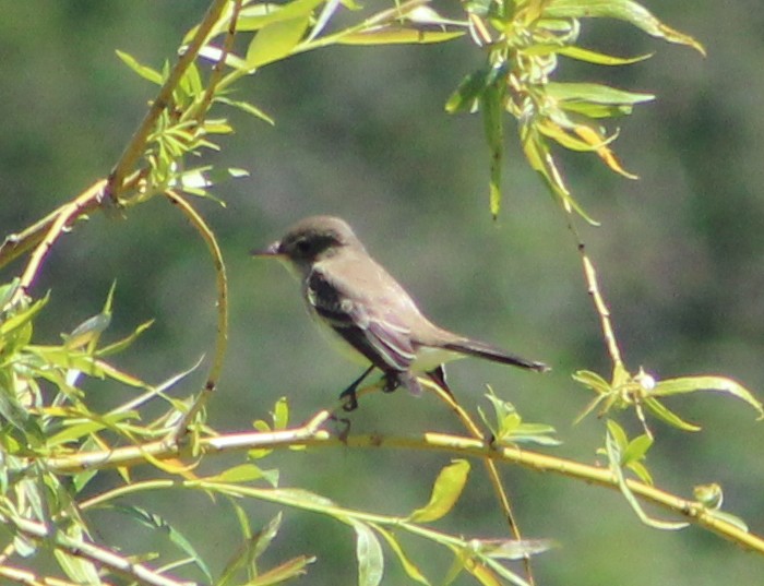 Willow Flycatcher - ML476841531