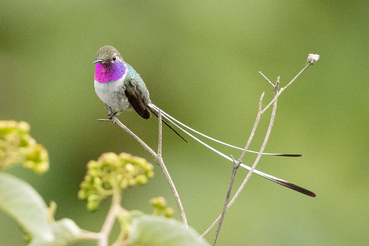 Peruvian Sheartail - Eric VanderWerf