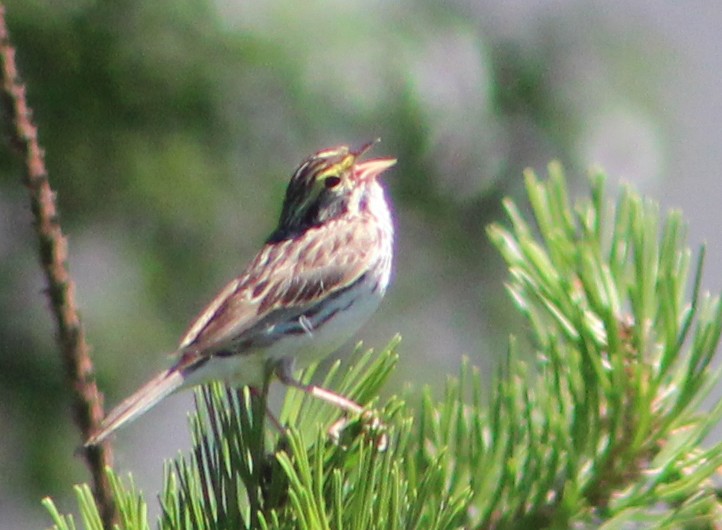 Savannah Sparrow - ML476841781