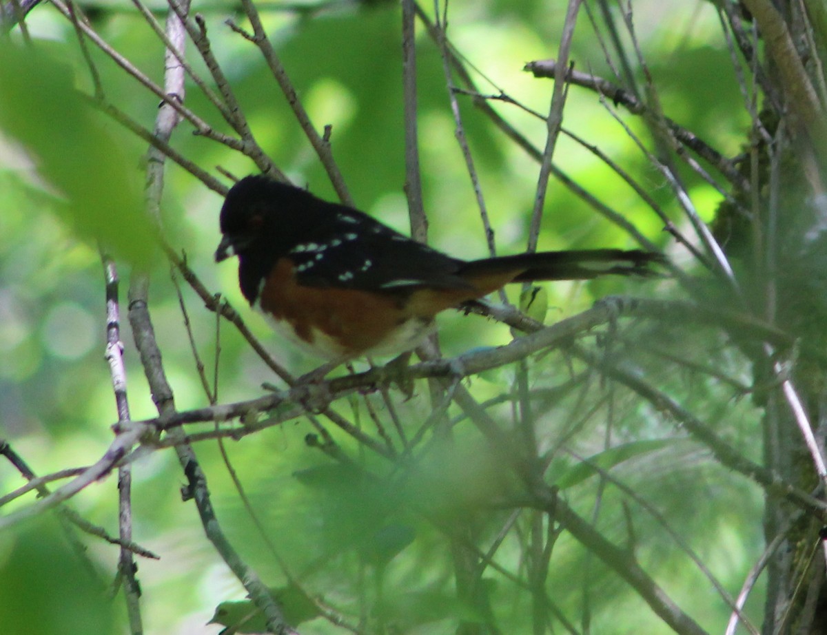 Spotted Towhee - ML476841871