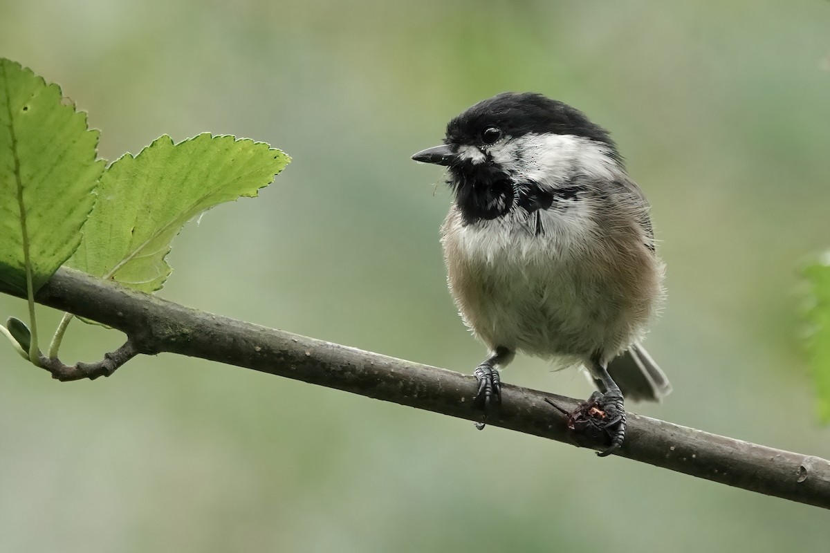 Black-capped Chickadee - ML476842351