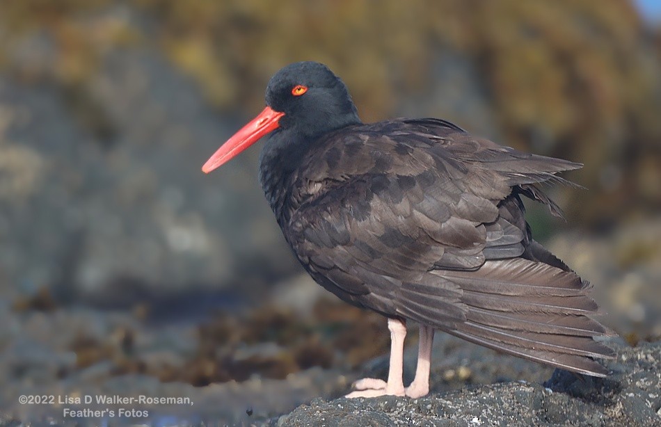 Black Oystercatcher - Lisa Walker-Roseman