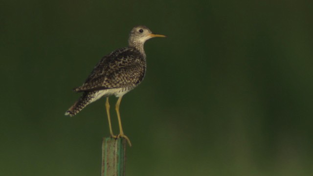 Upland Sandpiper - ML476845