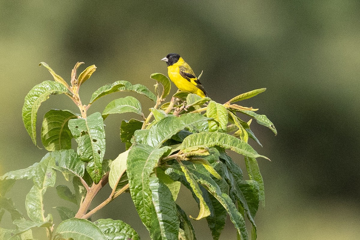 Hooded Siskin - ML476845431