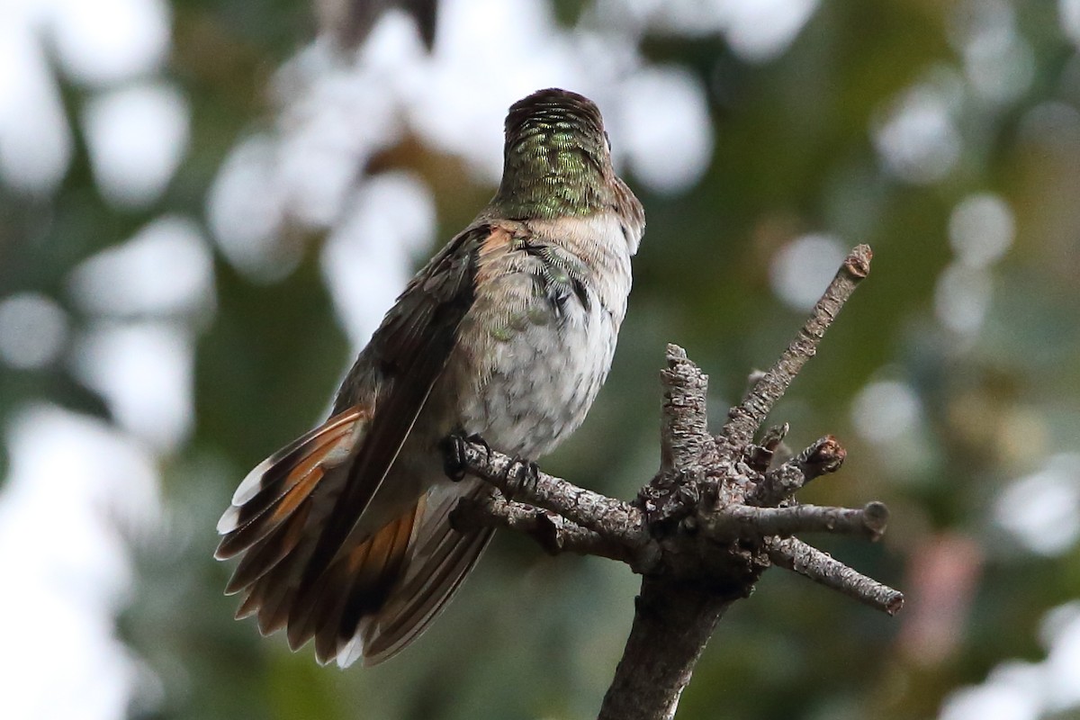 Anna's x Rufous Hummingbird (hybrid) - ML476846541