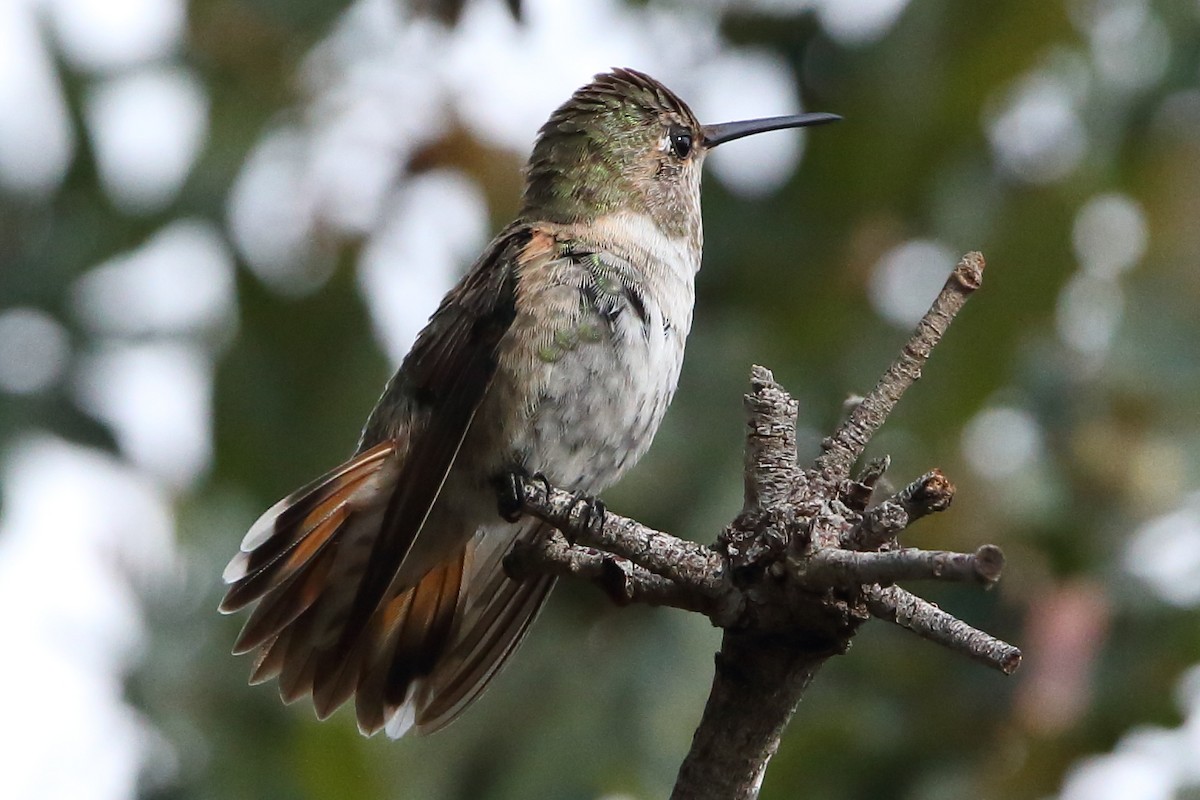 Anna's x Rufous Hummingbird (hybrid) - ML476846551