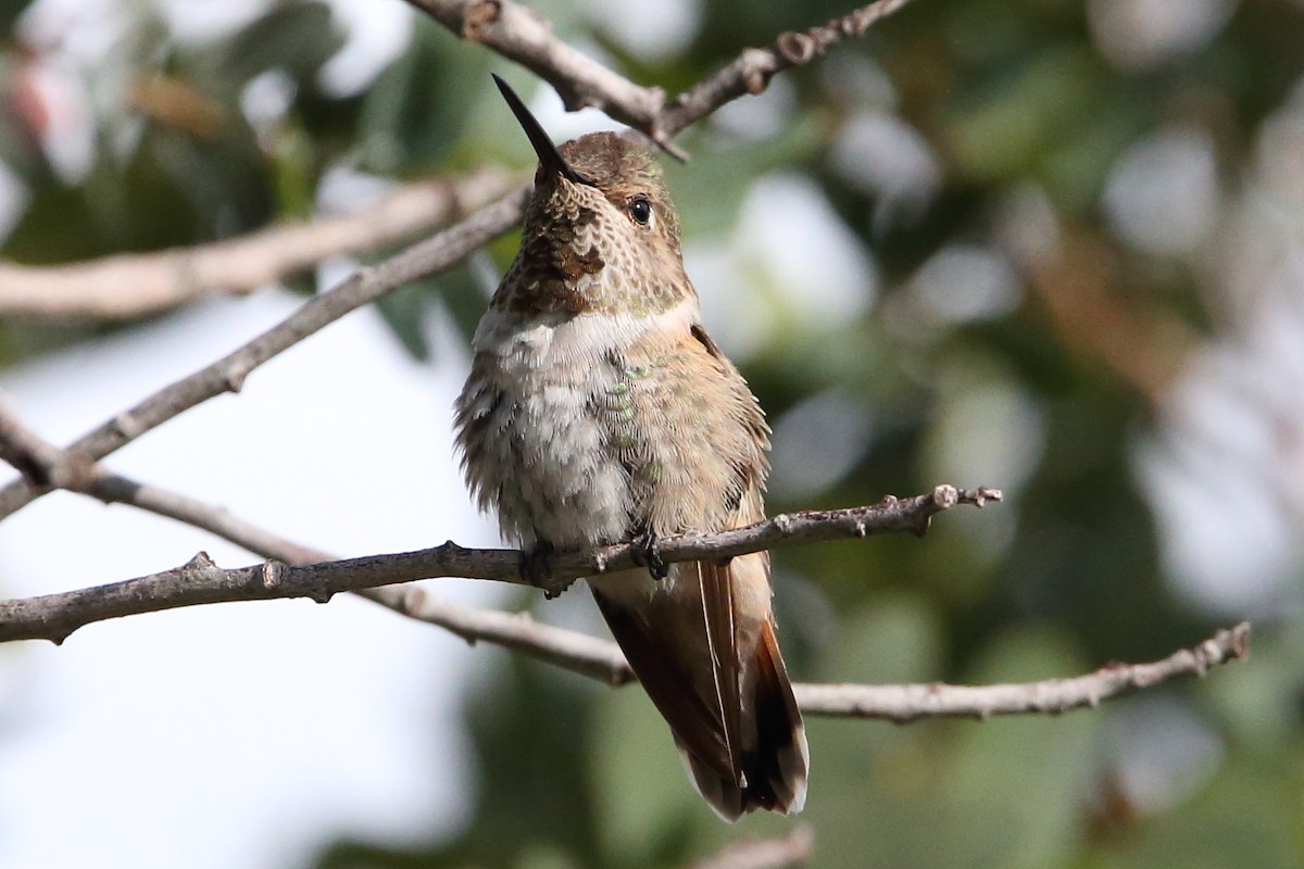 Anna's x Rufous Hummingbird (hybrid) - ML476846571