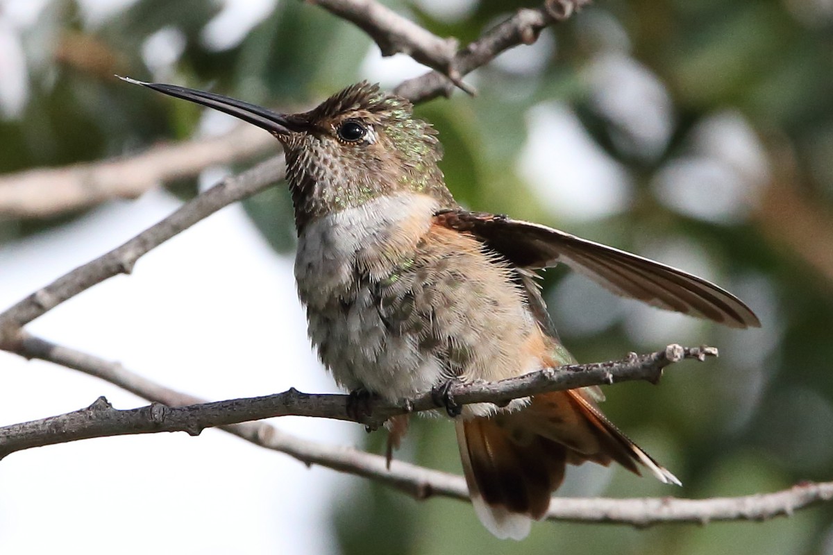 Anna's x Rufous Hummingbird (hybrid) - ML476846581