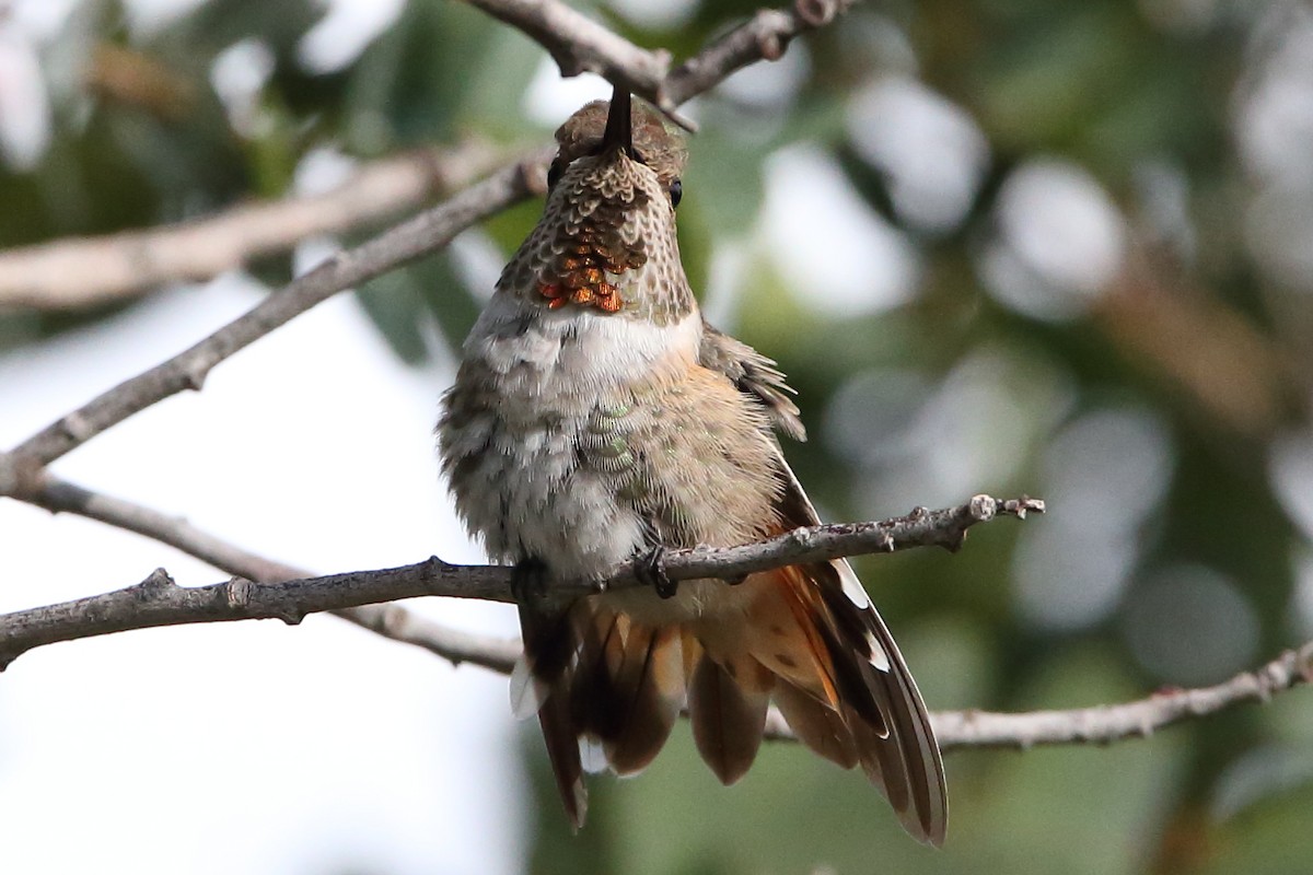 Anna's x Rufous Hummingbird (hybrid) - ML476846591