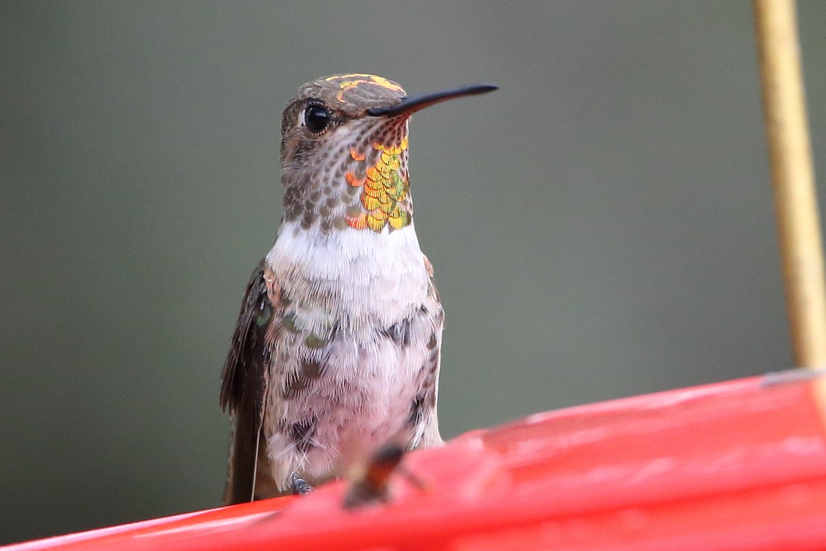 Anna's x Rufous Hummingbird (hybrid) - ML476846601
