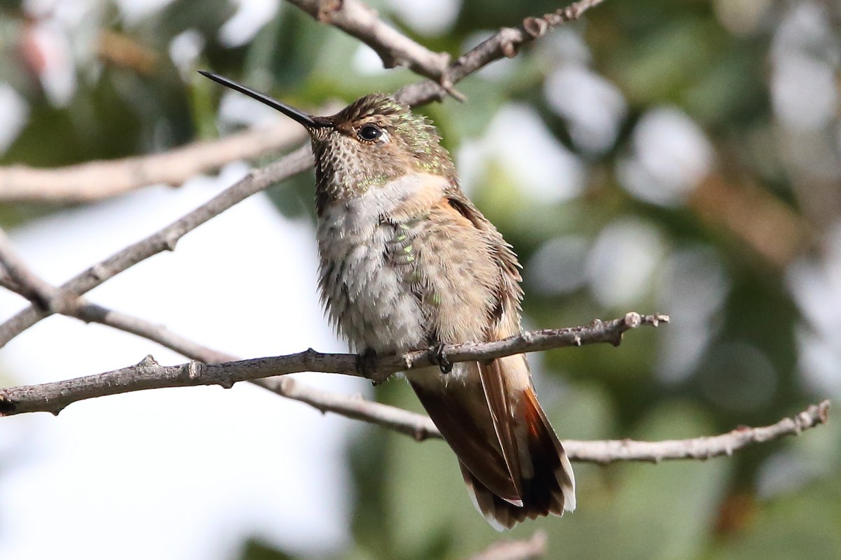 Anna's x Rufous Hummingbird (hybrid) - ML476846611