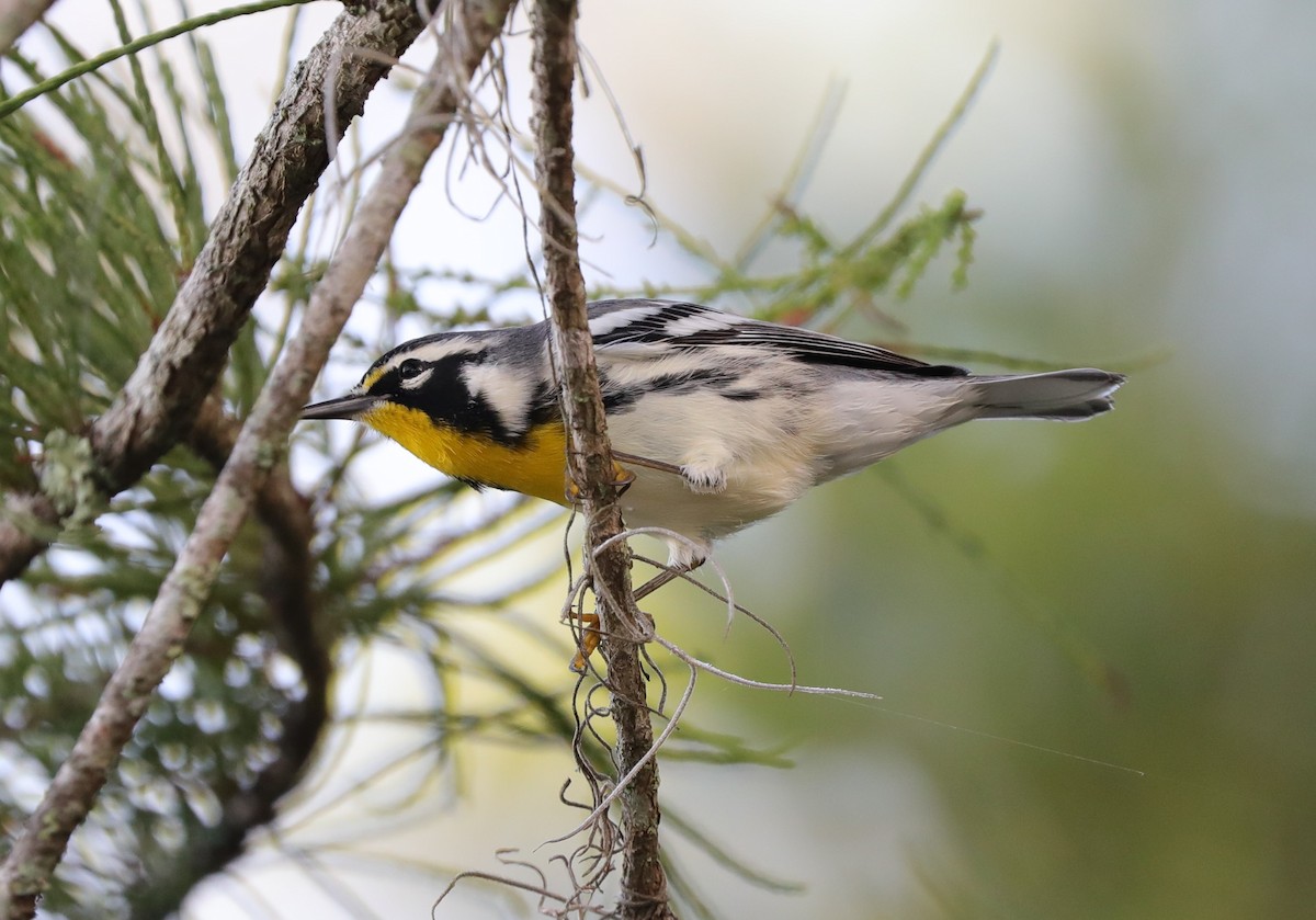 Yellow-throated Warbler - ML476846671