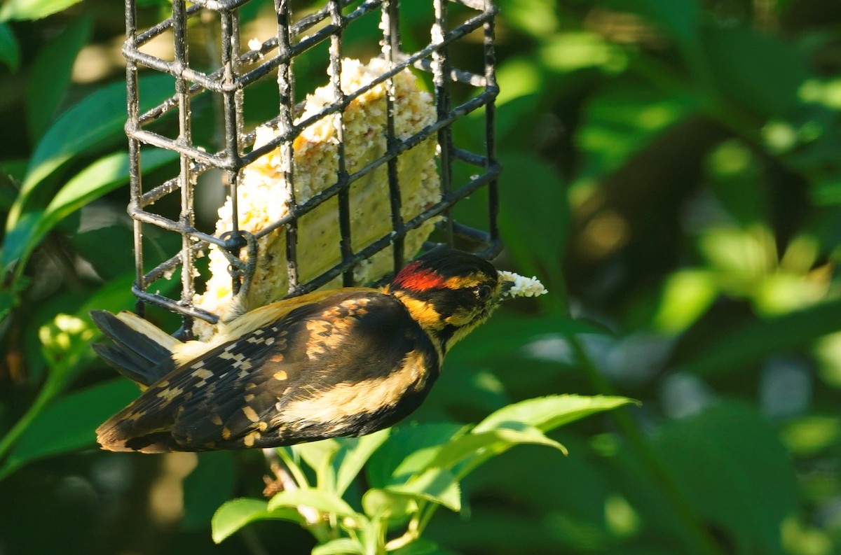 Downy Woodpecker (Eastern) - Amy Swarr