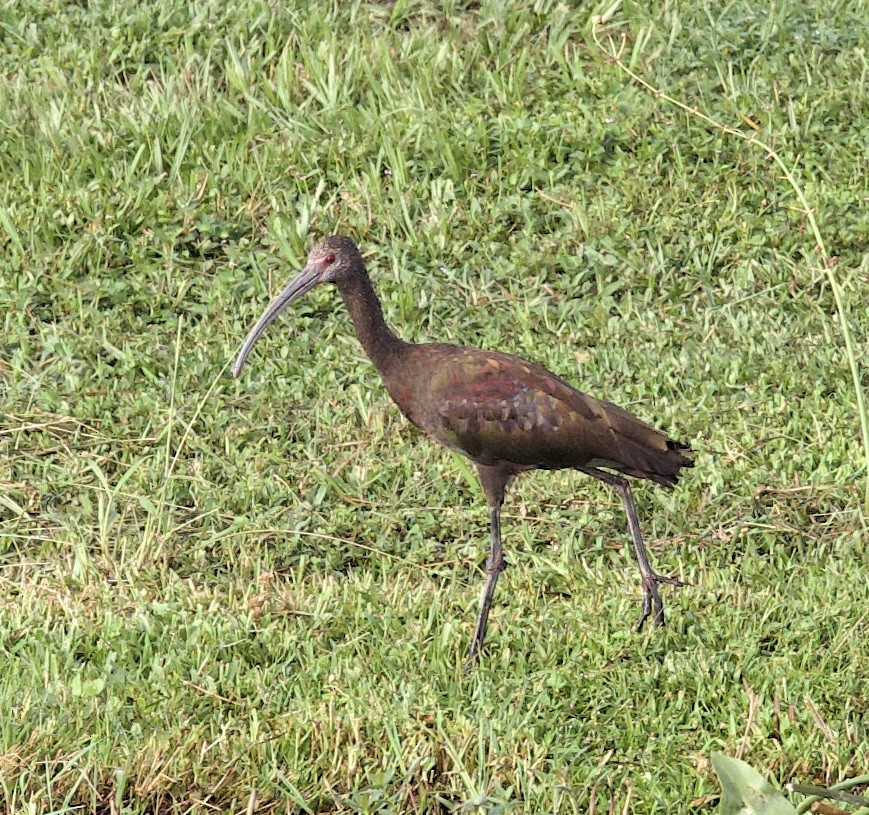 White-faced Ibis - ML476848131