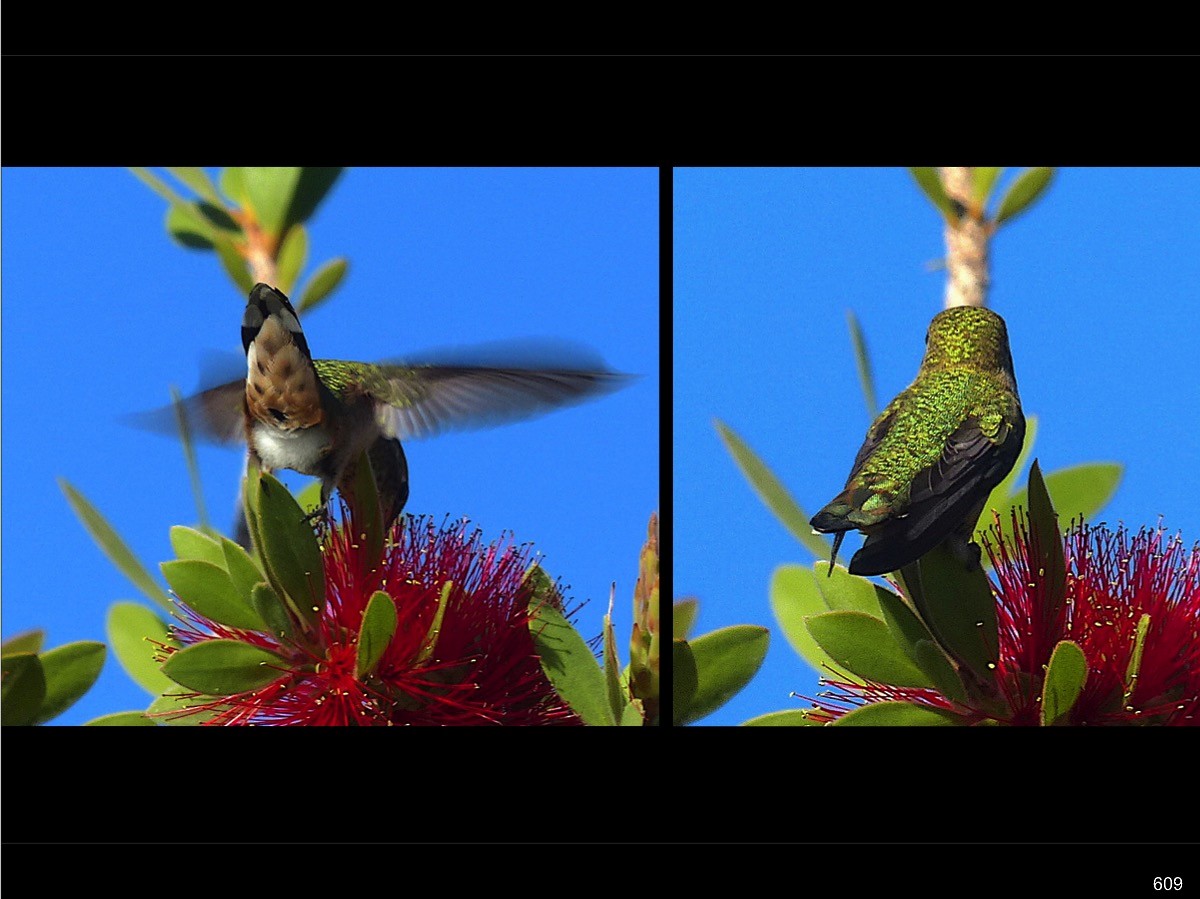 Rufous Hummingbird - ML476848191