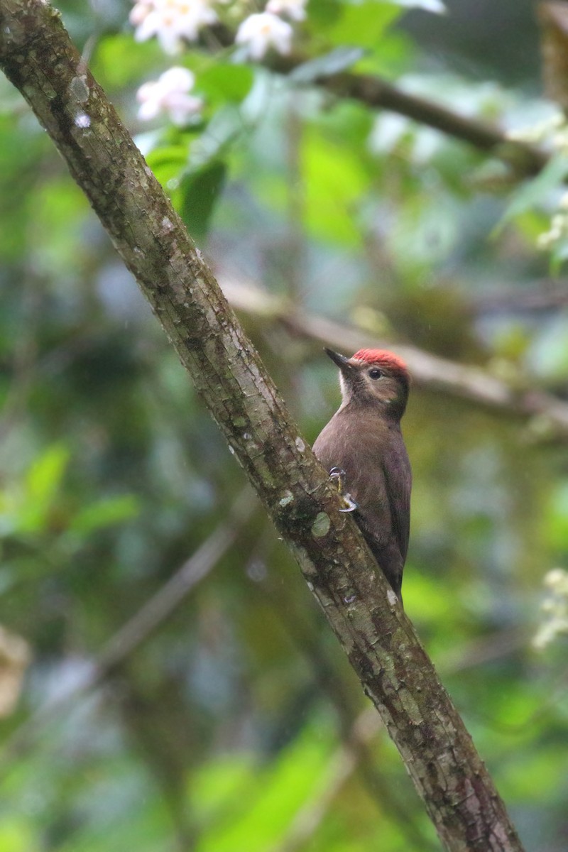 Smoky-brown Woodpecker - ML476848421