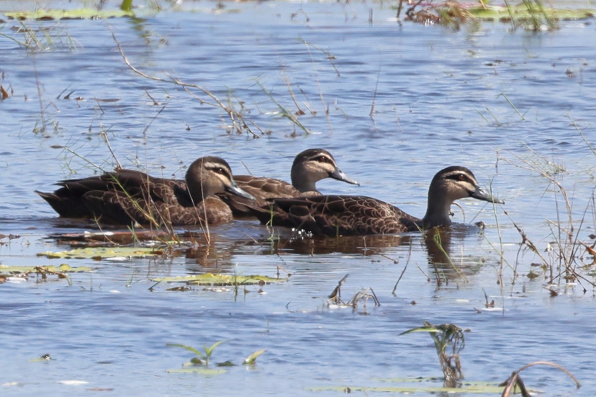 Pacific Black Duck - ML476848461