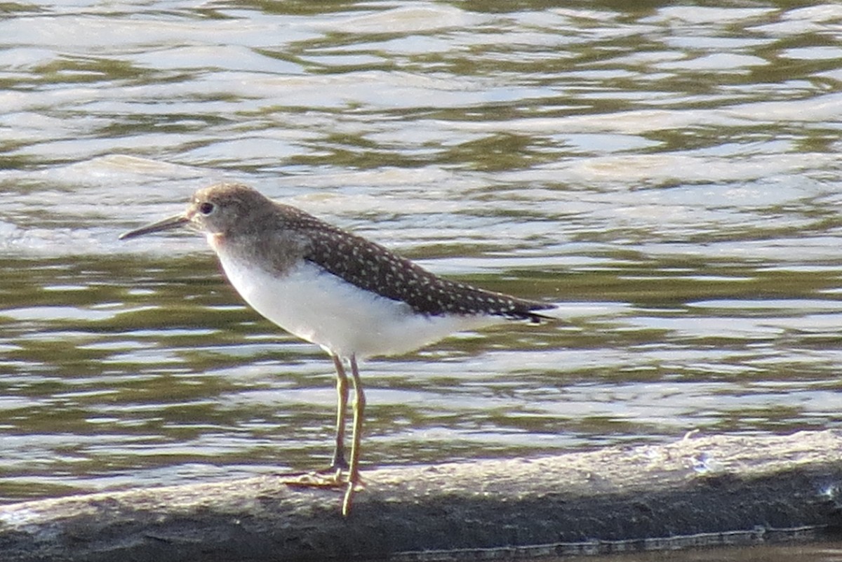 Solitary Sandpiper - ML476848491