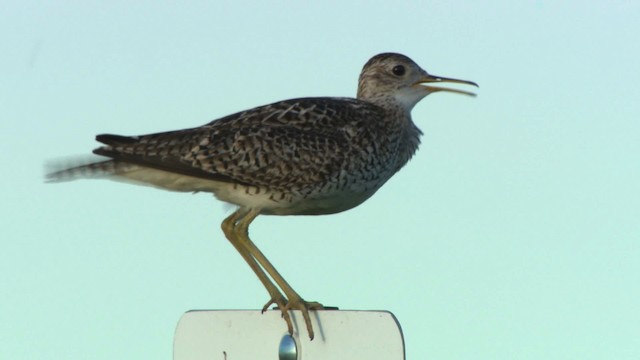 Upland Sandpiper - ML476852