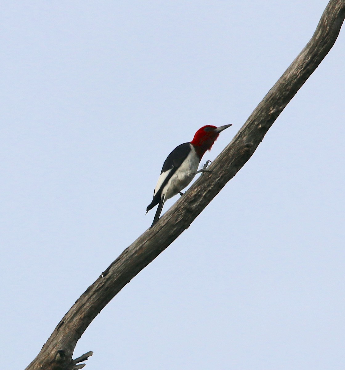 Red-headed Woodpecker - ML476852221
