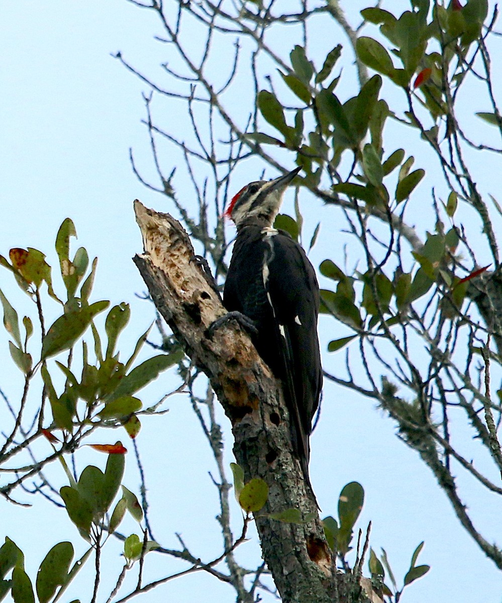 Pileated Woodpecker - ML476852451