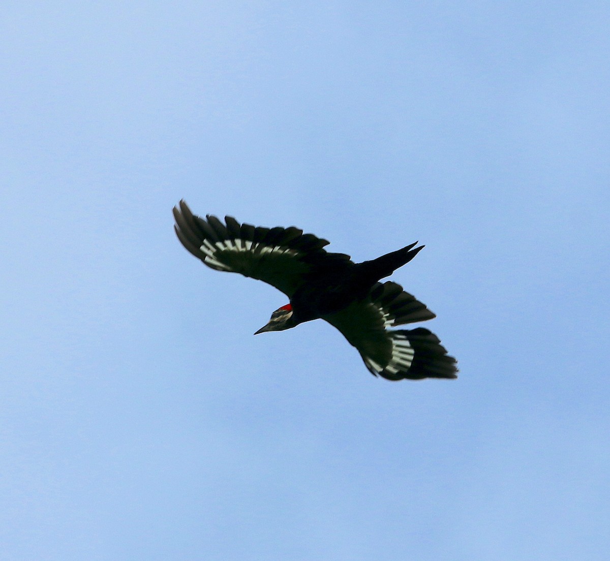 Pileated Woodpecker - ML476852521