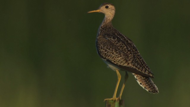 Upland Sandpiper - ML476854