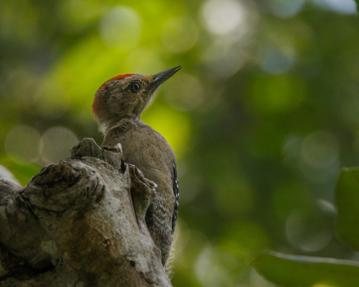 Yucatan Woodpecker - Karl Wirth