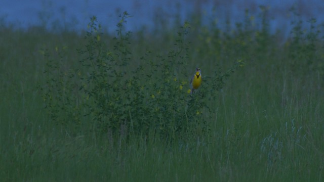 Western Meadowlark - ML476857