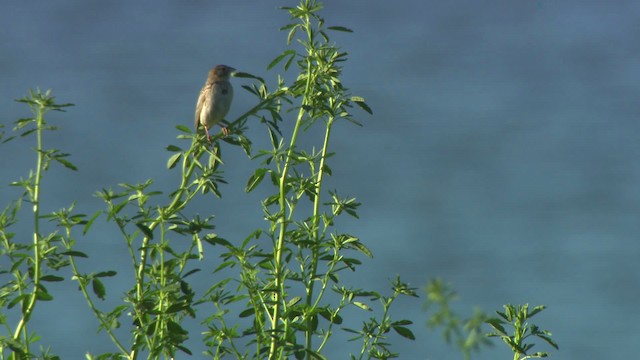 Baird's Sparrow - ML476858