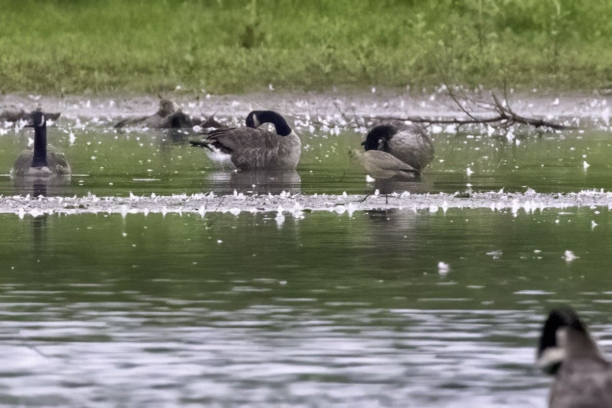 Marbled Godwit - ML476859481