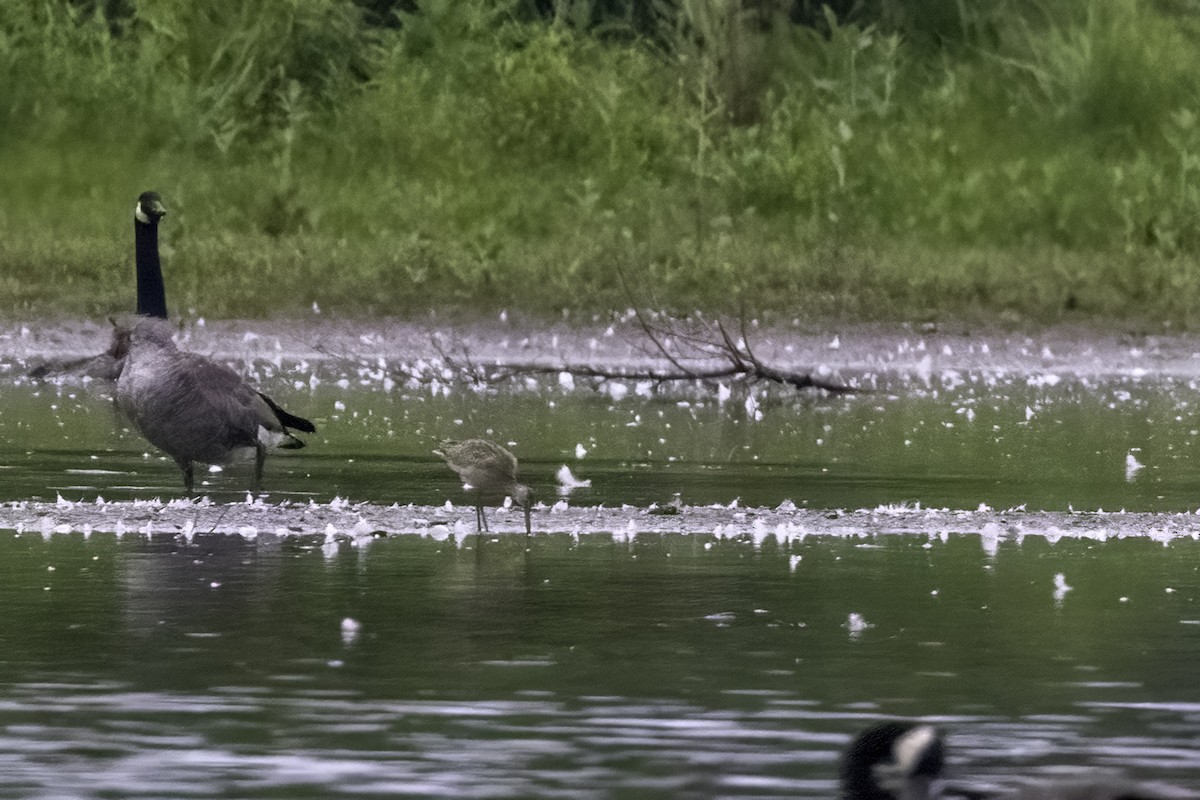 Marbled Godwit - ML476859491