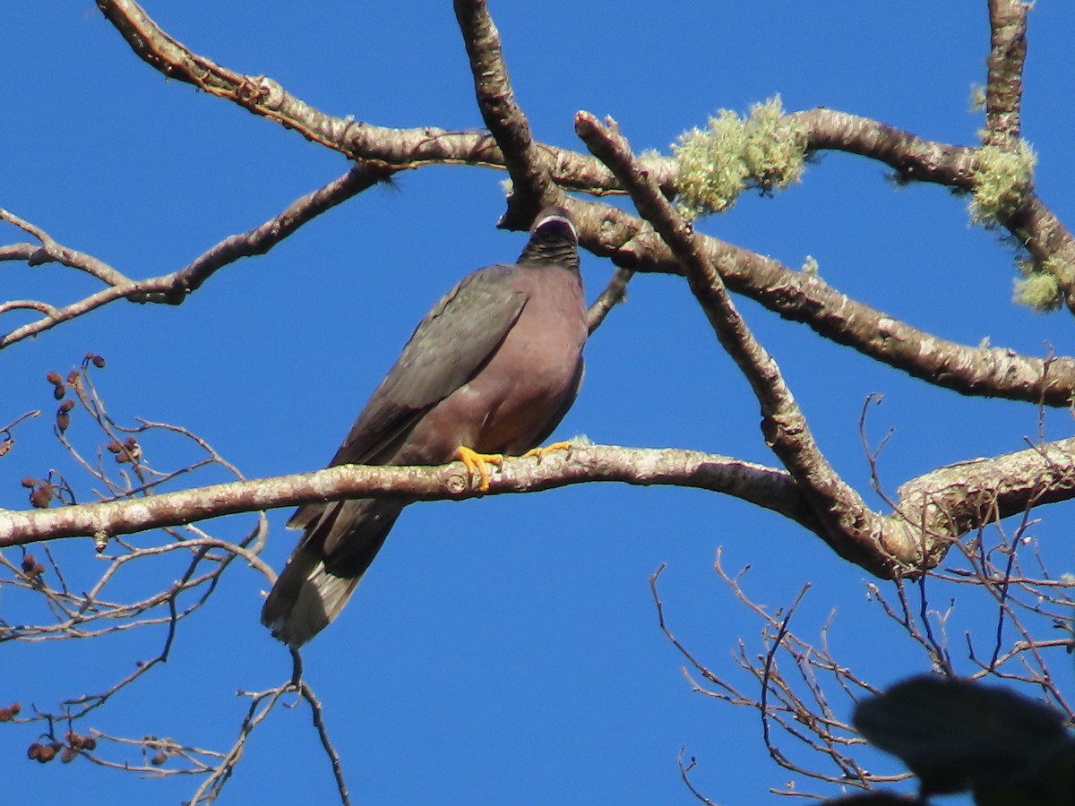 Band-tailed Pigeon - ML476859711