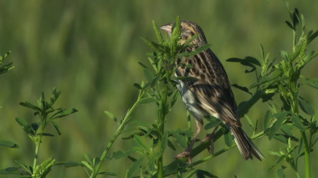 Baird's Sparrow - ML476860