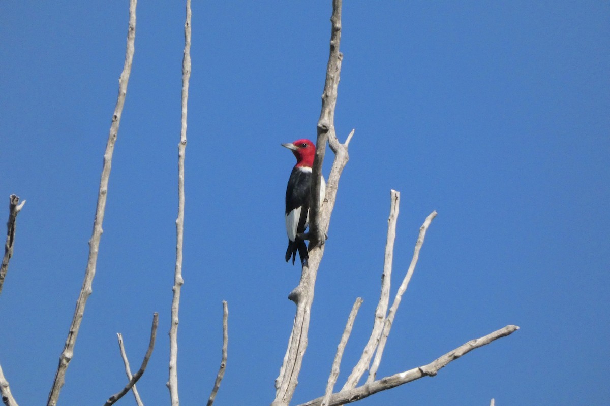 Red-headed Woodpecker - Jonathan Bookman