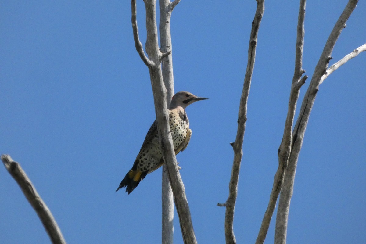 Northern Flicker (Yellow-shafted) - ML476860311